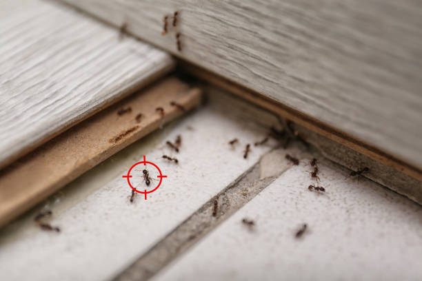 Best Exterminator Services  in Harrogate, TN
