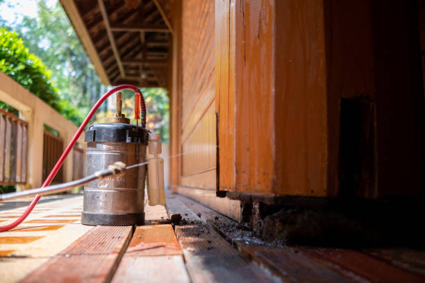 Best Wasp Removal Services  in Harrogate, TN