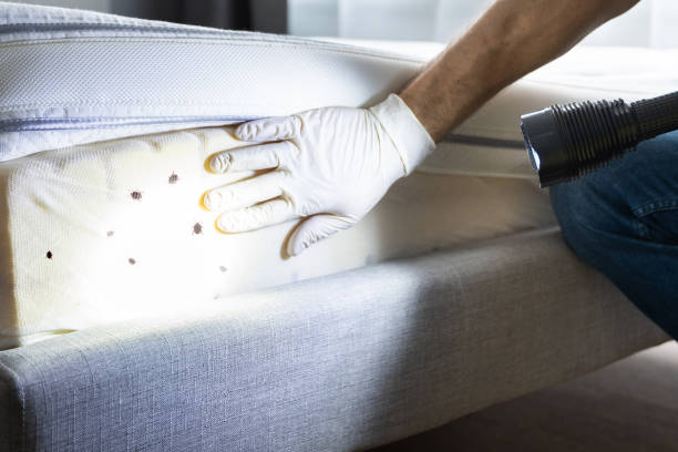 Best Ant Control Services  in Harrogate, TN