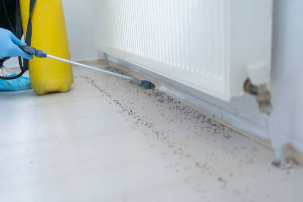 Best Termite Control Services  in Harrogate, TN